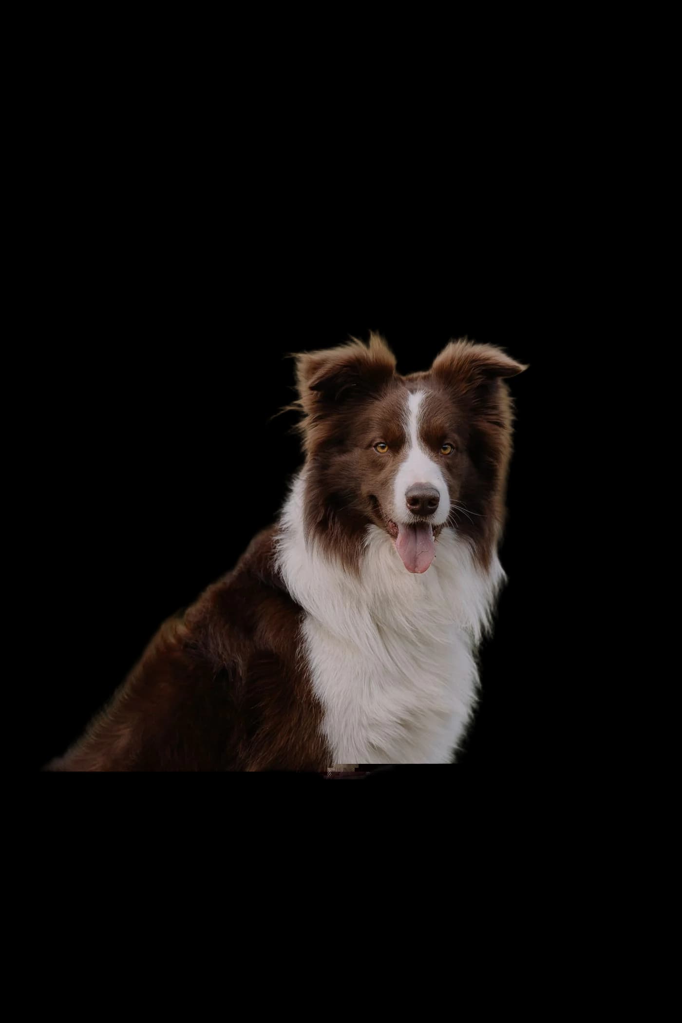 Border collie, background removed