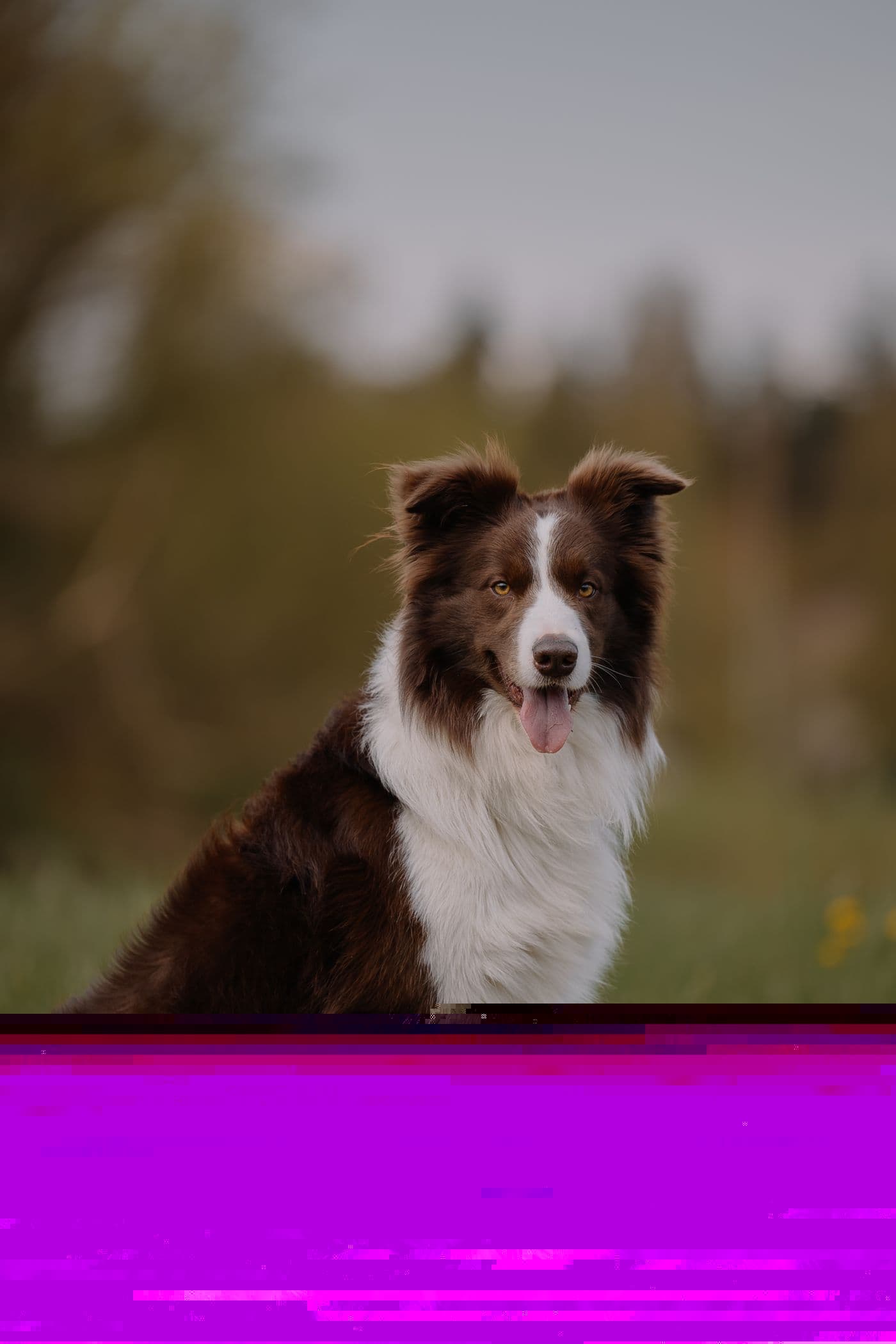 Border collie, original